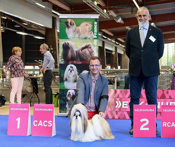 shih-tzu Tibor Veseliy Gremlin